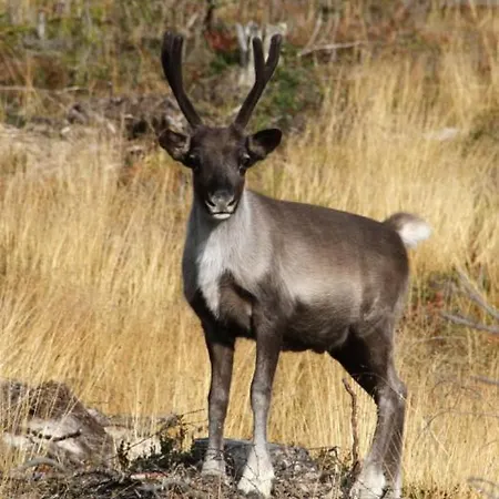 Huoneisto Pellonranta 1 *