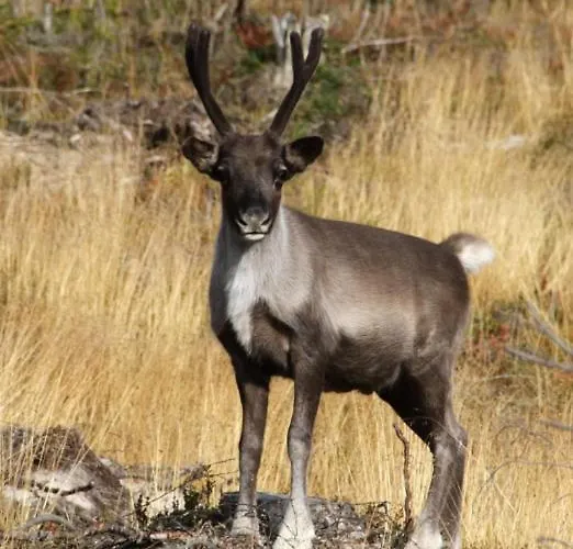 公寓 Pellonranta 1 *